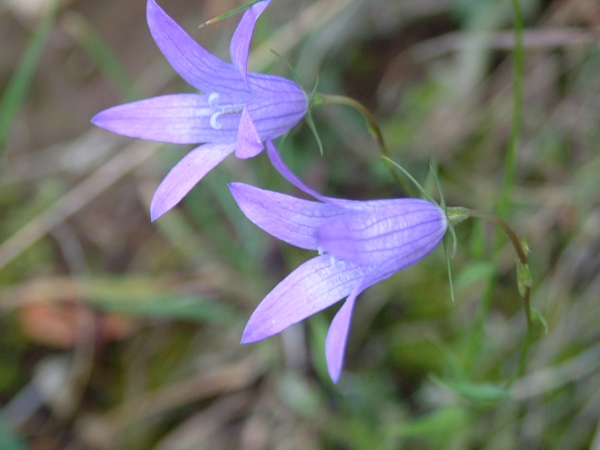 Campanula rapunculus